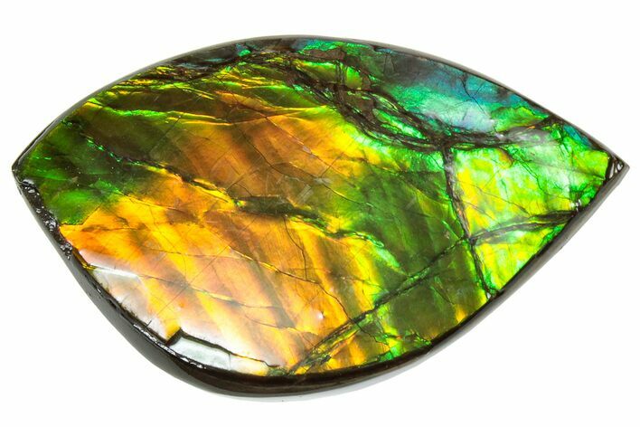 Iridescent Ammolite (Fossil Ammonite Shell) - Orange/Green #310322